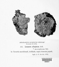 Lecanora albella image